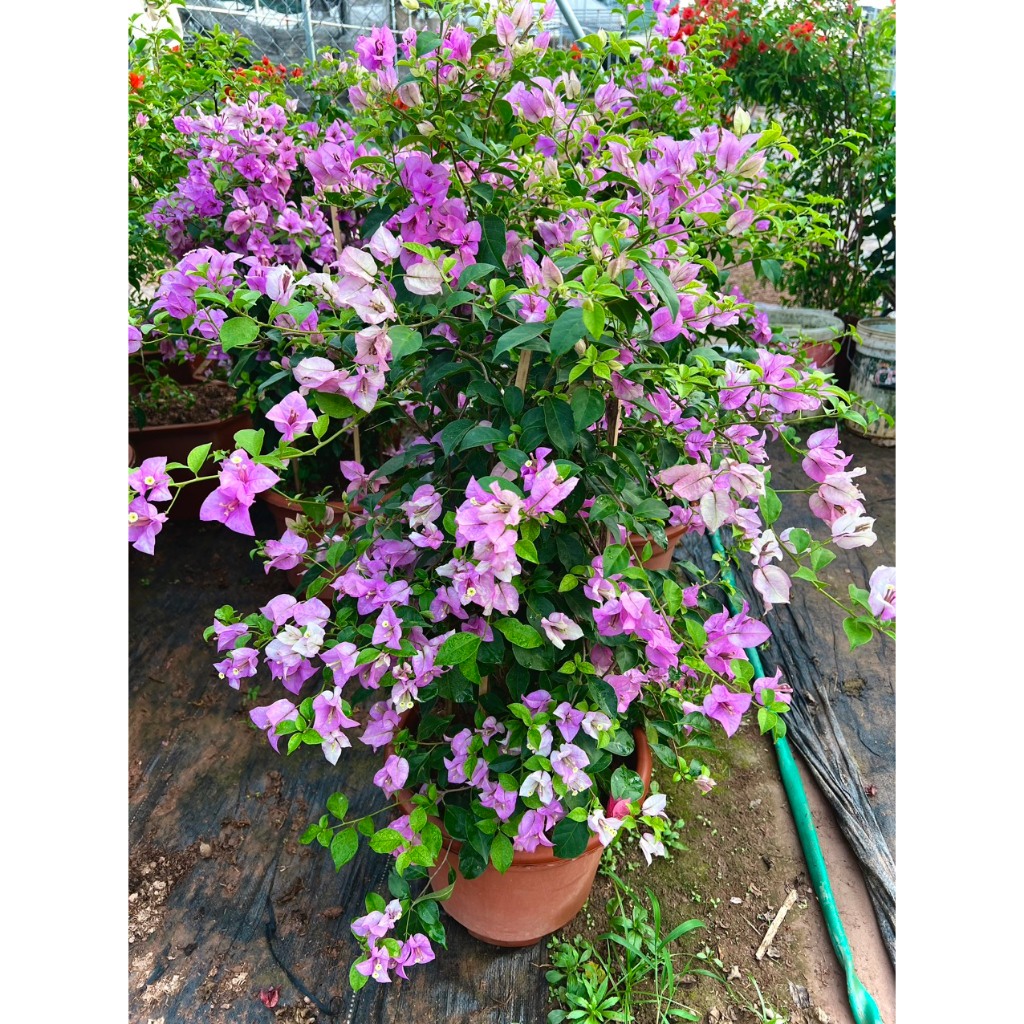 Cây hoa giấy tím tuyết đang hoa cao 80-1m