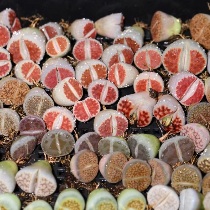 Sen mông mix ngẫu nhiên màu vân tươi | Lithops