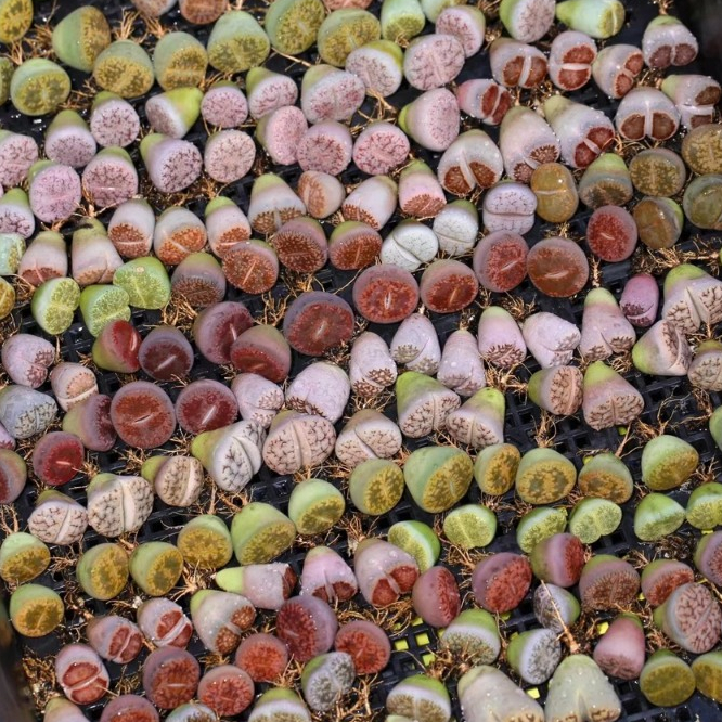 Sen mông mix ngẫu nhiên màu vân tươi | Lithops