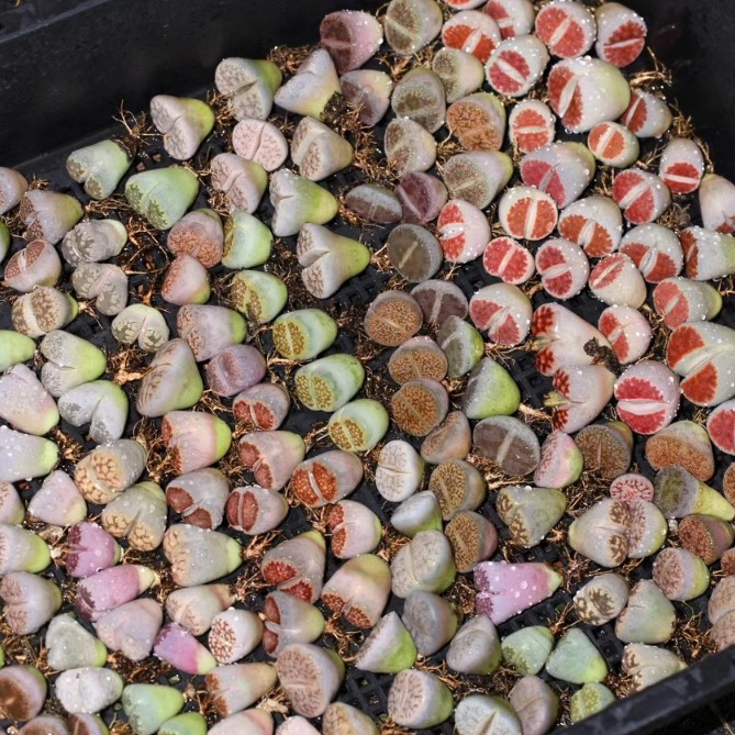 Sen mông mix ngẫu nhiên màu vân tươi | Lithops