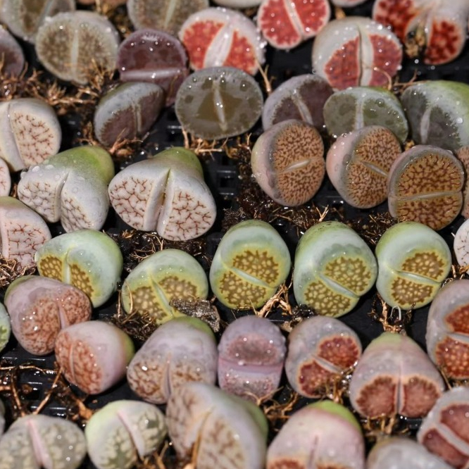 Sen mông mix ngẫu nhiên màu vân tươi | Lithops