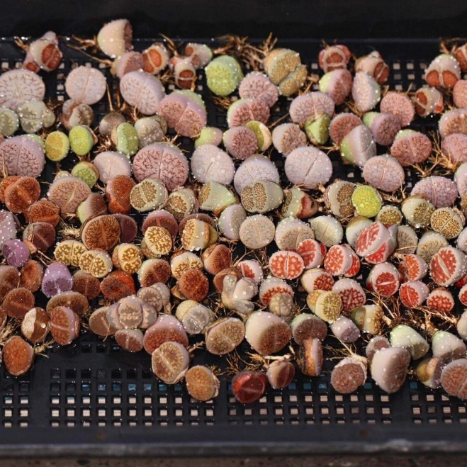 Sen mông mix ngẫu nhiên màu vân tươi | Lithops
