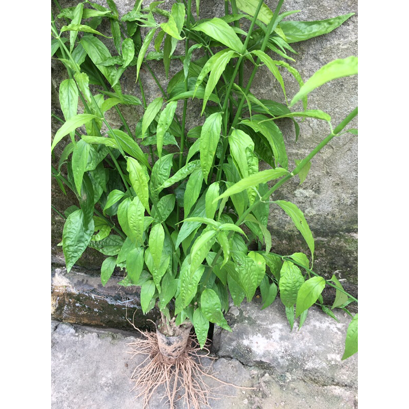 Cây bìm bịp , cây xương khỉ .