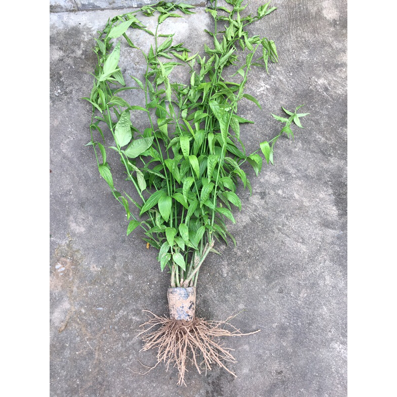 Cây bìm bịp , cây xương khỉ .