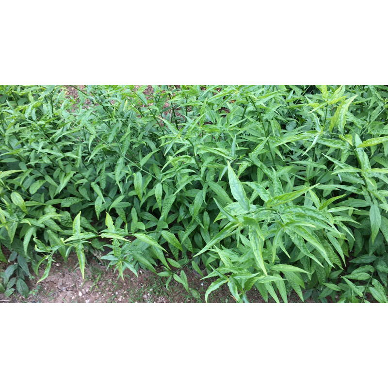 Cây bìm bịp , cây xương khỉ .