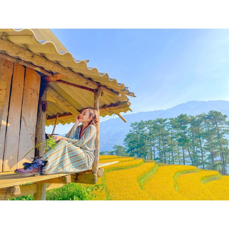 Set áo váy sọc nâu