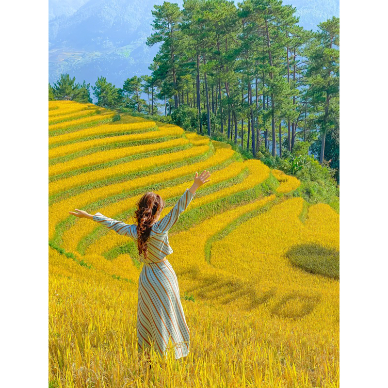 Set áo váy sọc nâu