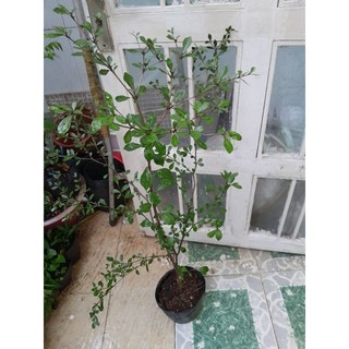 Cây bàng đài loan lá nhỏ cao từ 100cm