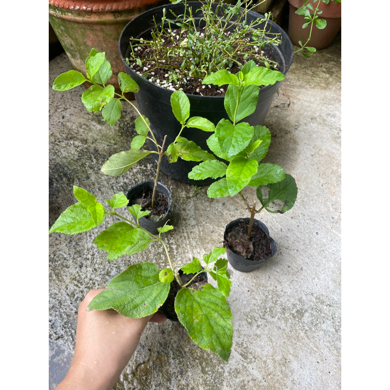 Bạch trầm hương