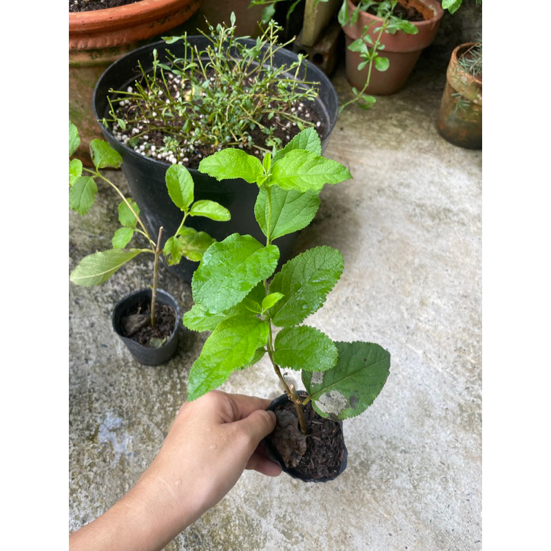 Bạch trầm hương