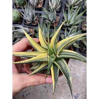 Xương Rồng , móng Rồng Var trắng mini , Móng Rồng xoáy Var , 7-8cm , ảnh thật tại vườn.
