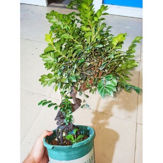 Cây tùng đen, cứt chuột Quảng Ninh