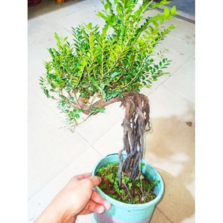Cây tùng đen, cứt chuột Quảng Ninh