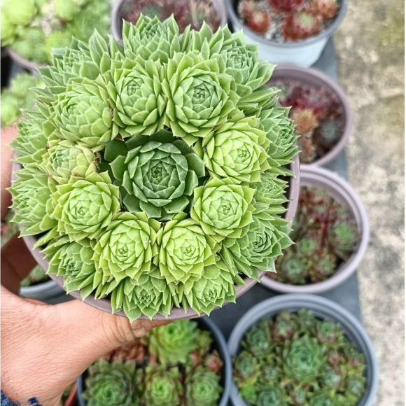 Sen đá Phật bà nhập đồng giá 50k