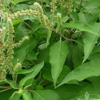 Hương nhu khô 500g