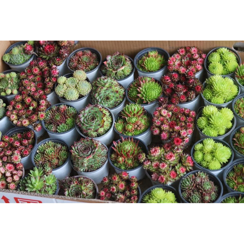 Sen đá Phật Bà xinh xắn nhiều màu sắc trang trí văn phòng, góc học tập