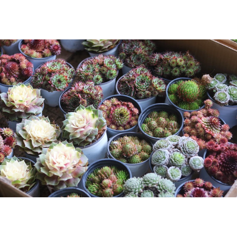 Sen đá Phật Bà xinh xắn nhiều màu sắc trang trí văn phòng, góc học tập