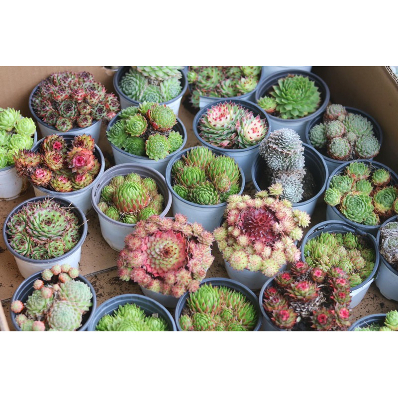 Sen đá Phật Bà xinh xắn nhiều màu sắc trang trí văn phòng, góc học tập