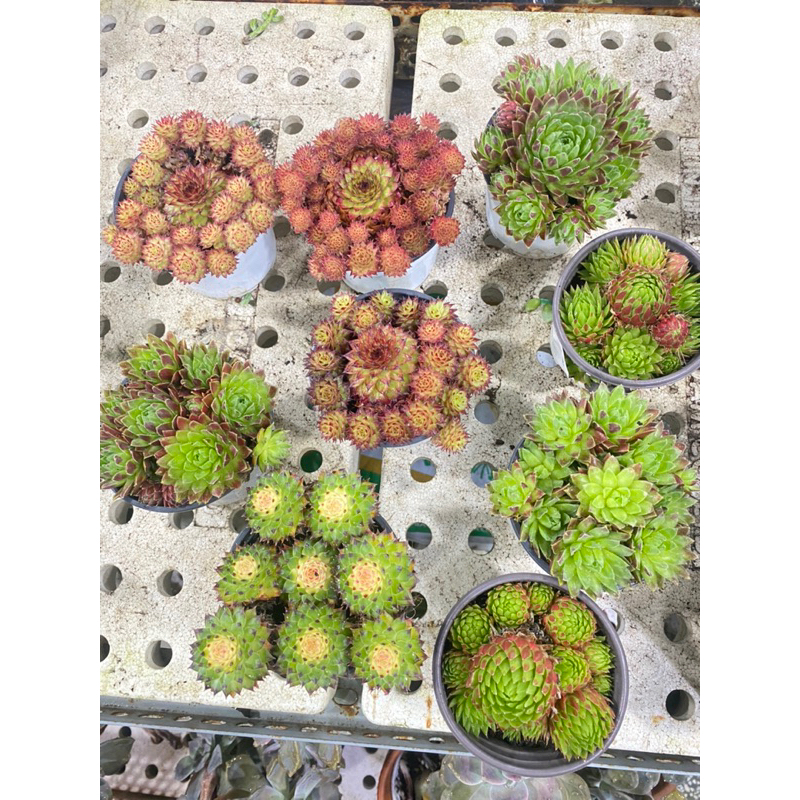 Sen đá Phật Bà xinh xắn nhiều màu sắc trang trí văn phòng, góc học tập