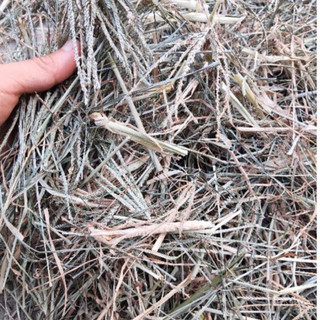 Cỏ mần trầu khô 500g