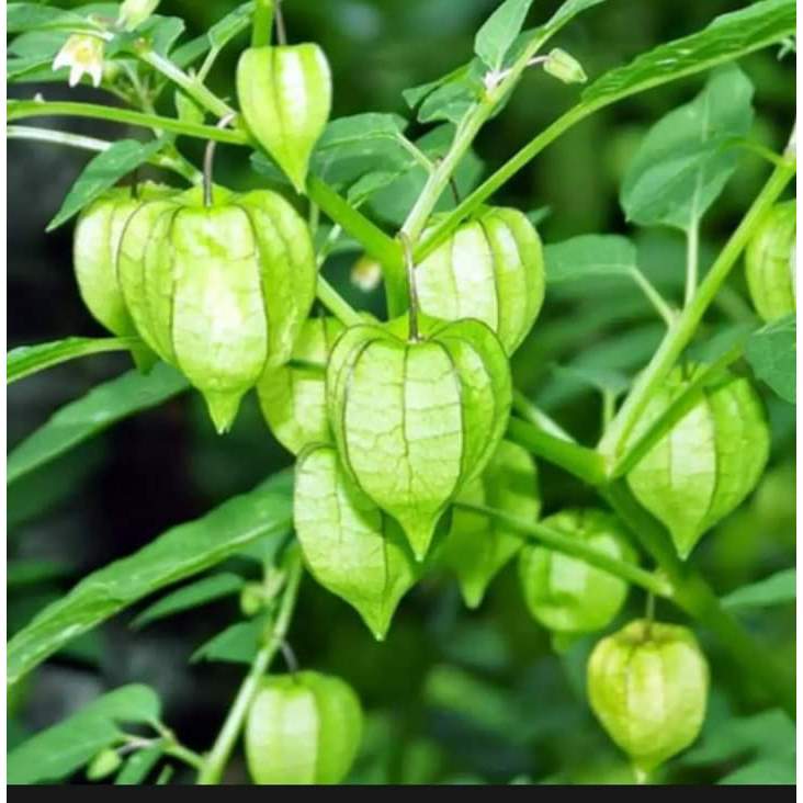 (Dược liệu khô) Cây Tầm Bốp 500g phơi khô ( cây lồng đèn, bùm bụp, bôm bốp, thù lù cạnh)