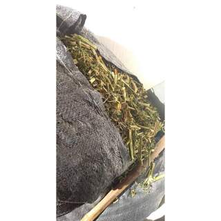 (Dược liệu khô) Cây Tầm Bốp 500g phơi khô ( cây lồng đèn, bùm bụp, bôm bốp, thù lù cạnh)