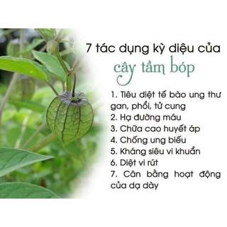 (Dược liệu khô) Cây Tầm Bốp 500g phơi khô ( cây lồng đèn, bùm bụp, bôm bốp, thù lù cạnh)