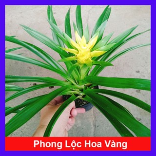  Cây Phong Lộc Hoa Vàng - cây cảnh để bàn  Ảnh Thật  cây giao như video 