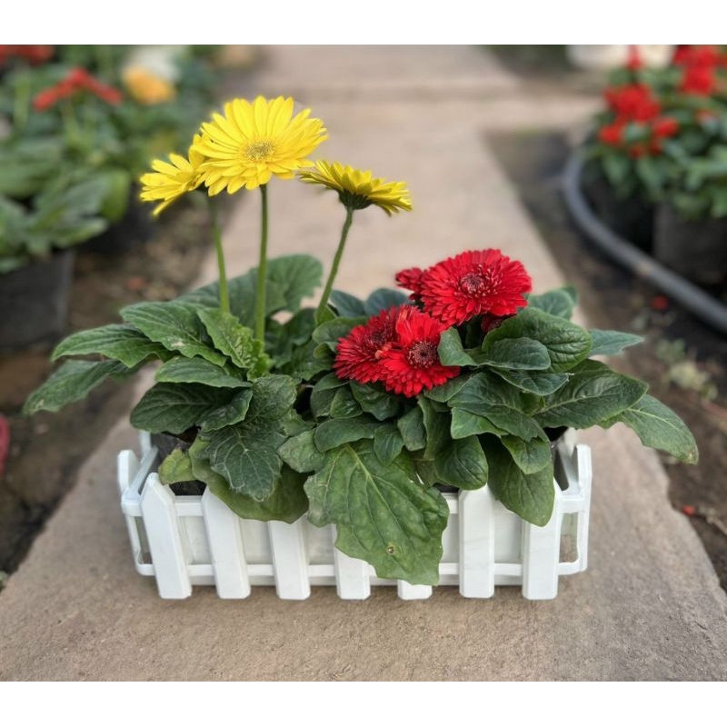 Chậu hàng rào bé decor mẫu