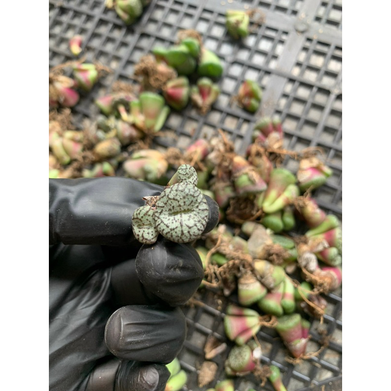 Sen đá conophytum bụi 2-3 đầu