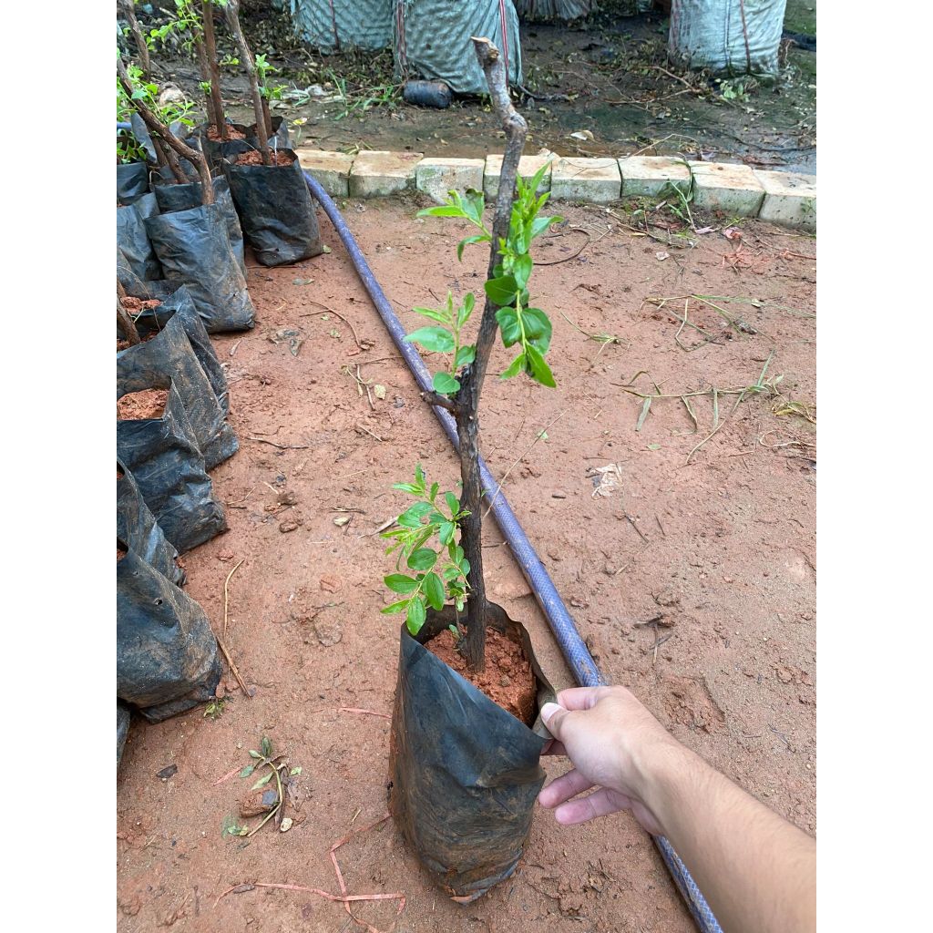 Cây hồng táo ghép size nhỏ cao 20cm  dễ trồng, sai quả, quả ăn ngon