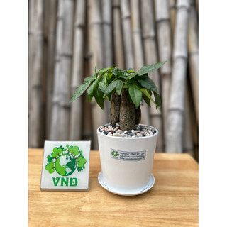 Chậu Cây Kim Ngân 3 thân