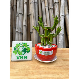 Chậu sứ cây Trúc Phú Quý để bàn