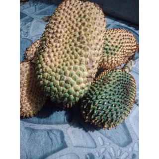 Dứa rừng khô chuẩn