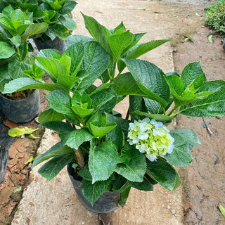 Cây Hoa Cẩm Tú Cầu Siêu Bông trang trí sân vườn, ban công, quán cafe thanh lọc không khí cao 40-50cm