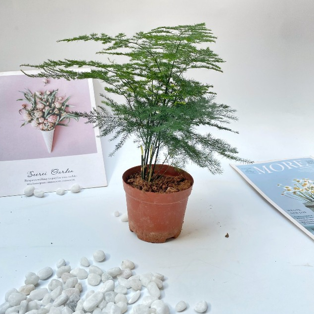 Cây thủy tùng mini  cây cao 15-20 cm tán sum suê dễ dàng chăm sóc thích hợp trang trí nội thất