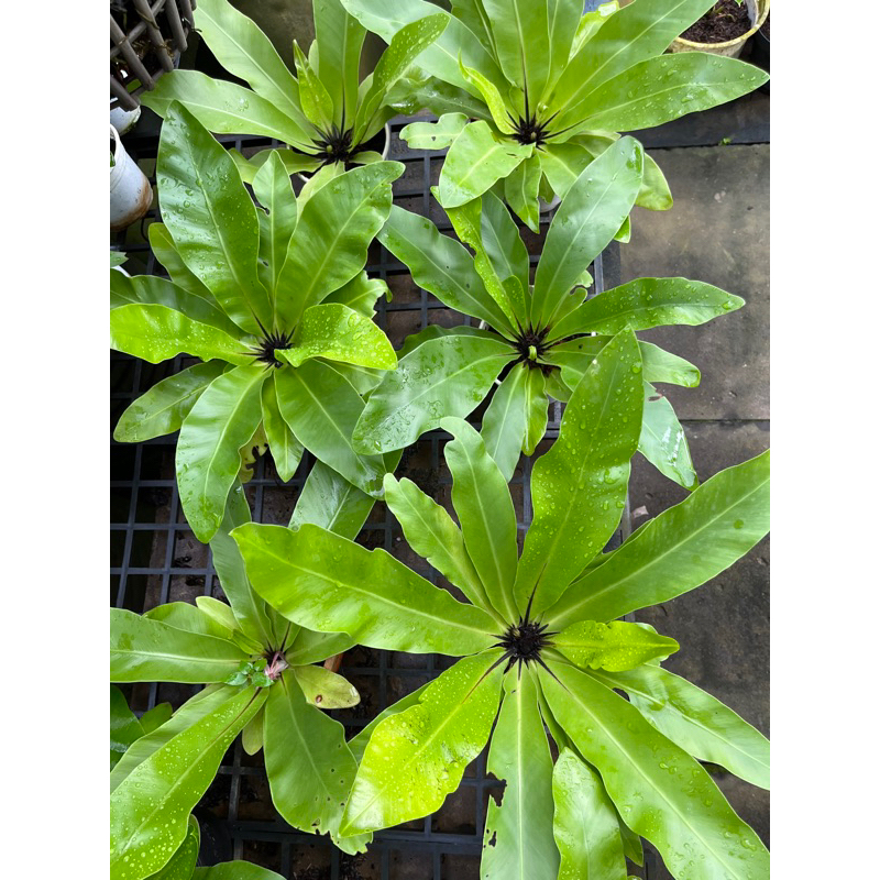 Cây tổ phụng