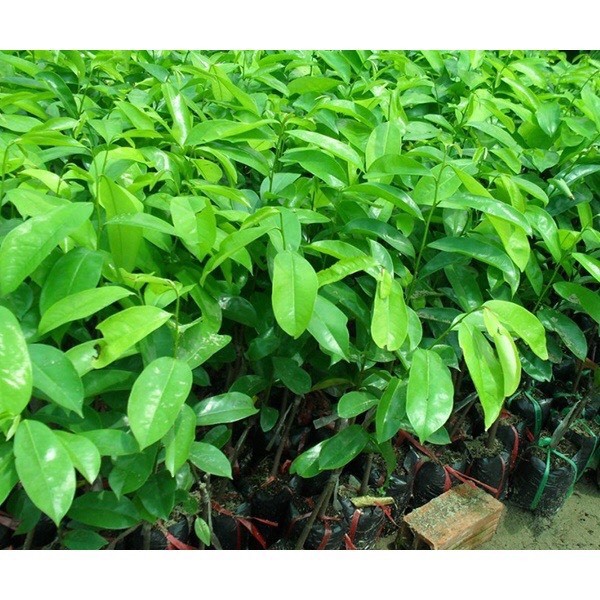 Cây giống mãng cầu xcây giống mãng cầu xiêm tháiiêm thái