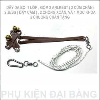 Dây chân chim ưng shikra, ưng bestra hawk, sparow hawk, cắt nhỏ hoppy và kestrel