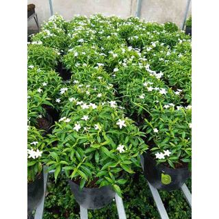 Mai vạn phúc cây đang sẵn hoa như hình đăng
