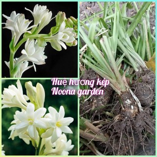 Củ huệ hương trắng kép, trồng hoa quanh năm