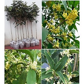 CÂY GIỐNG MÔC HƯƠNG TA HOA VÀNG THOÁT THÂN CÓ 2 LOẠI CÂY BẦU TO , BẦU BÉ