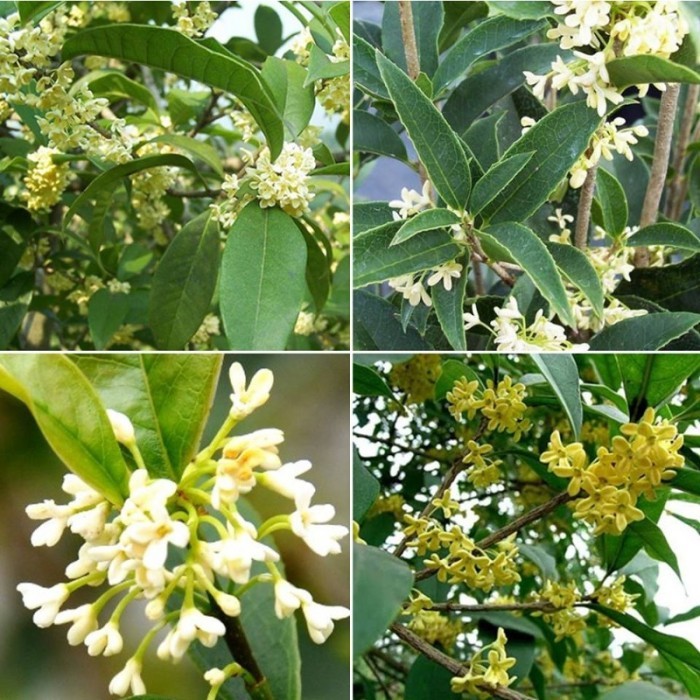 CÂY GIỐNG MÔC HƯƠNG TA HOA VÀNG THOÁT THÂN CÓ 2 LOẠI CÂY BẦU TO , BẦU BÉ