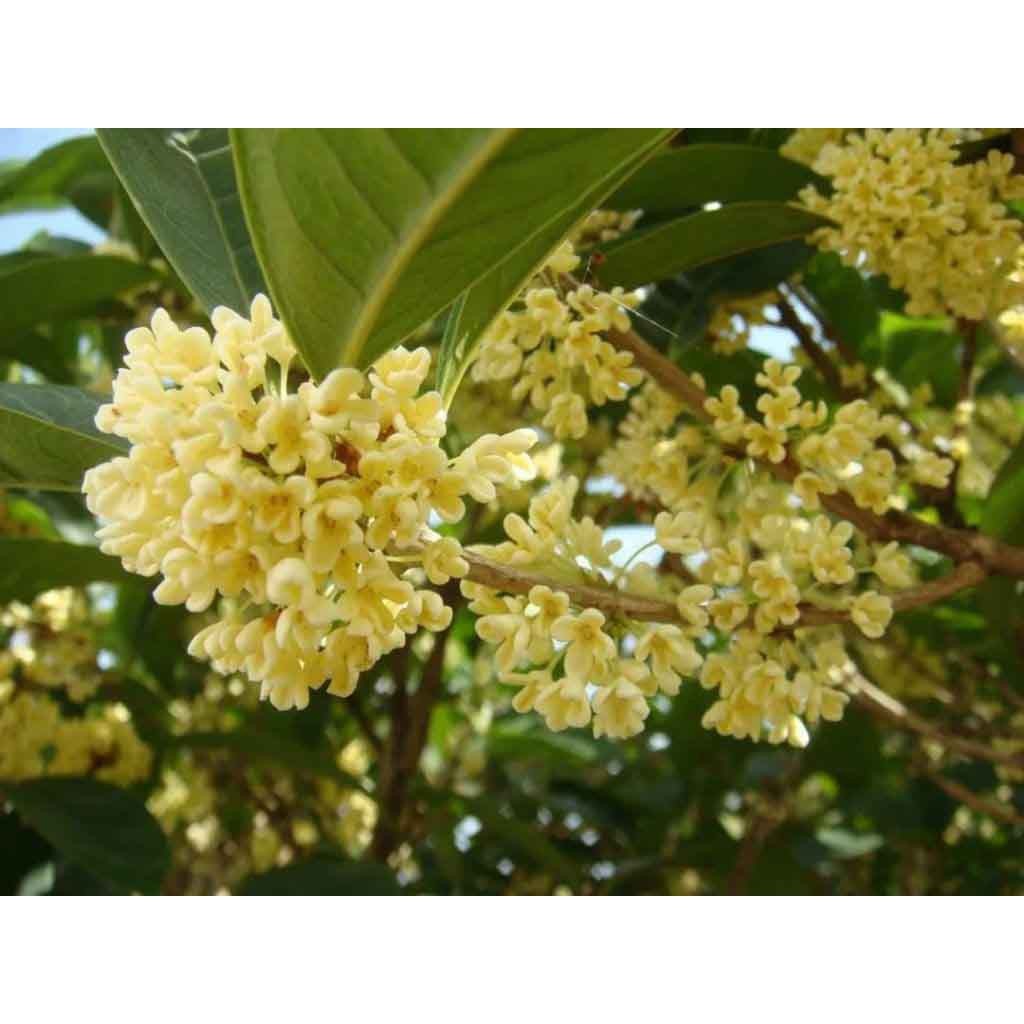 CÂY GIỐNG MÔC HƯƠNG TA HOA VÀNG THOÁT THÂN CÓ 2 LOẠI CÂY BẦU TO , BẦU BÉ