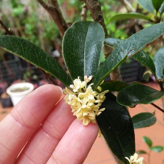 CÂY GIỐNG MÔC HƯƠNG TA HOA VÀNG THOÁT THÂN CÓ 2 LOẠI CÂY BẦU TO , BẦU BÉ