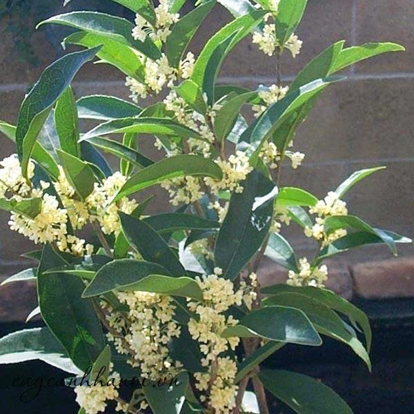 CÂY GIỐNG MÔC HƯƠNG TA HOA VÀNG THOÁT THÂN CÓ 2 LOẠI CÂY BẦU TO , BẦU BÉ