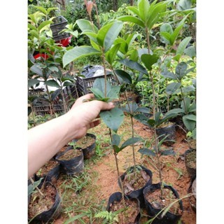 CÂY GIỐNG MÔC HƯƠNG TA HOA VÀNG THOÁT THÂN CÓ 2 LOẠI CÂY BẦU TO , BẦU BÉ