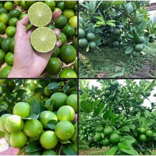 CHANH LÙN TƯ QUÝ GIỐNG MỚI QUẢ CHÙM SIÊU TRÁI- ÍT HẠT- NĂNG SUẤT CAO
