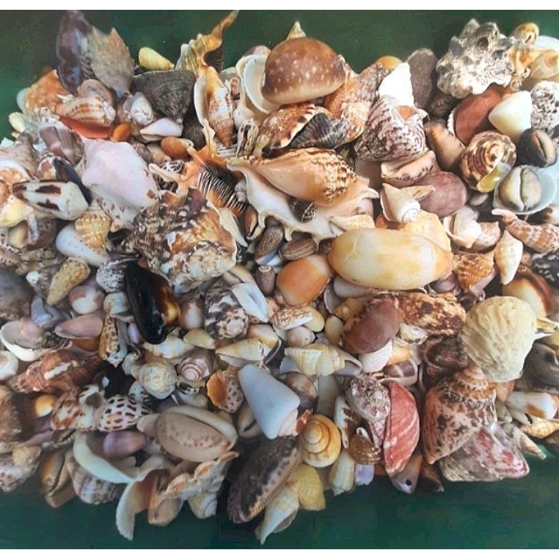 Vỏ cho ốc mượn hồn giao ngẫu nhiên vỏ ốc