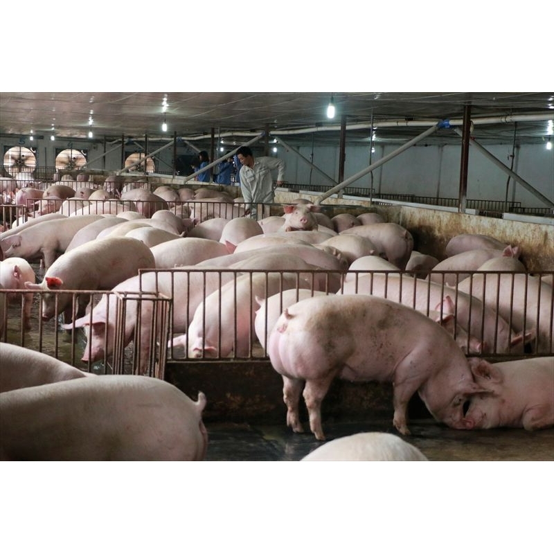 Siêu vỗ béo heo/ tăng tốc heo 1kg mix siêu tăng trọng.